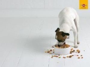 Dog Biscuits Food Making Machine